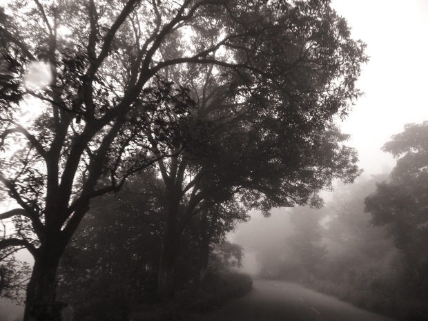Misty Trails